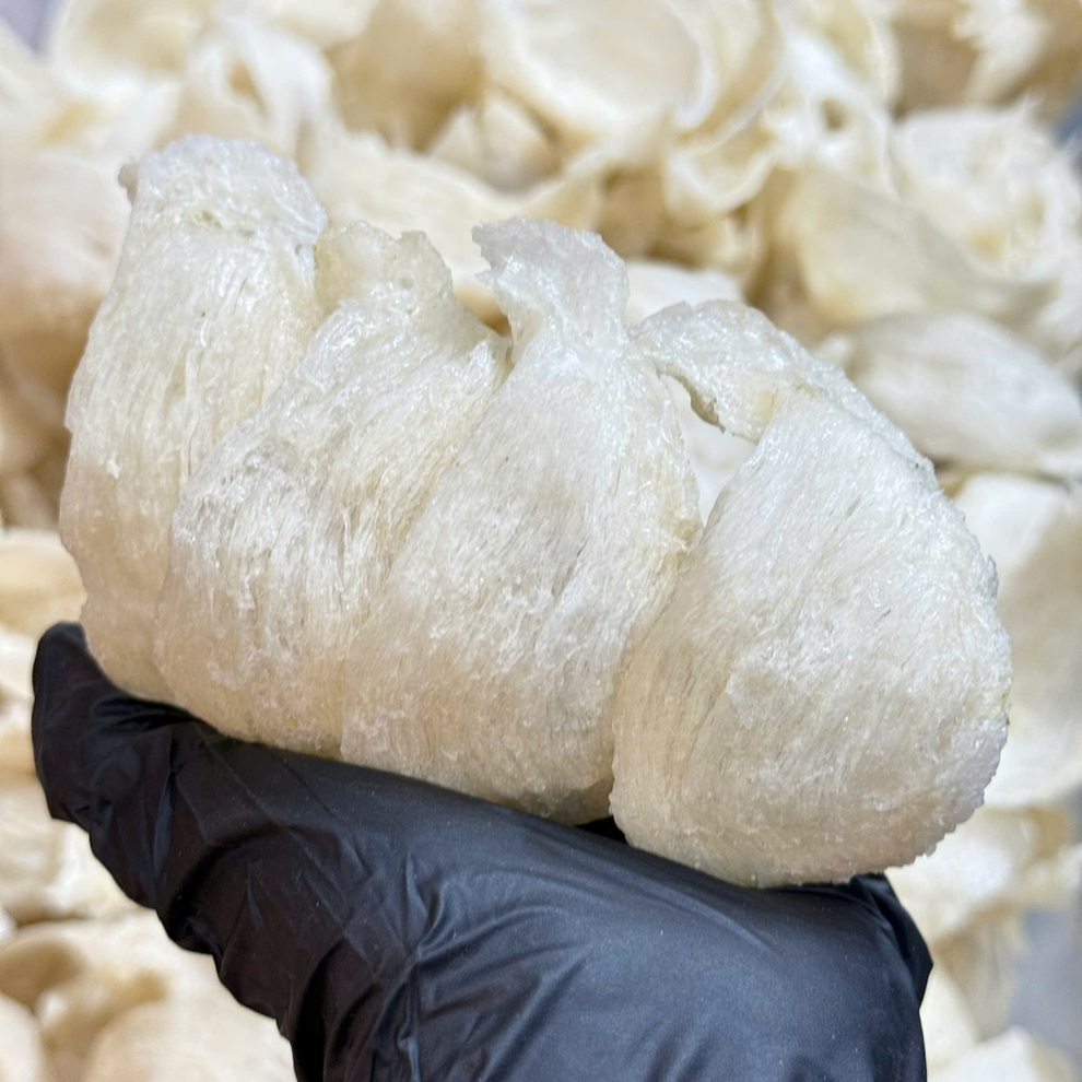 Yến sào cao cấp Maison - món quà cho sức khỏe - 3