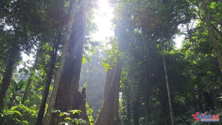 Du khách băng rừng vượt suối 5 tiếng, vỡ òa trước cảnh trên nóc nhà Cúc Phương 3 Du khách phải băng xuyên rừng tự nhiên đa tầng, suối nhỏ, cây cổ thụ... với quãng đường 6km và mất 5 giờ đi bộ mới tới được nơi. Ảnh: CP