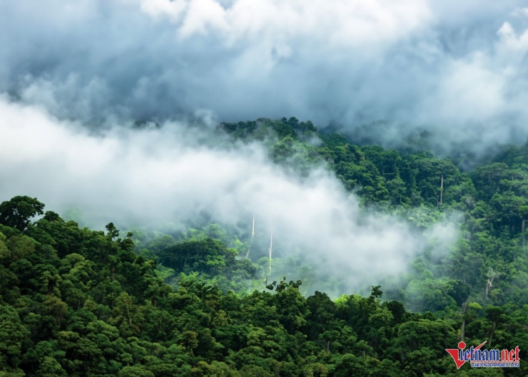 Du khách băng rừng vượt suối 5 tiếng, vỡ òa trước cảnh trên nóc nhà Cúc Phương 5 Những cánh rừng xanh ngắt hòa vào mây trắng bồng bềnh tạo nên cảnh sắc huyền ảo. Ảnh: CP