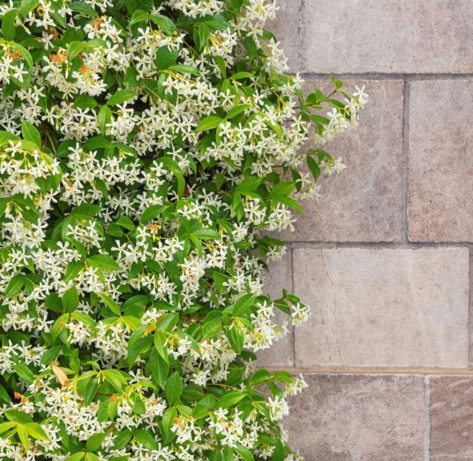 10 loại cây trồng trước nhà cực hợp: Hàng xóm nhìn thấy sẽ phải gọi điện ngay cho bạn- Ảnh 3.