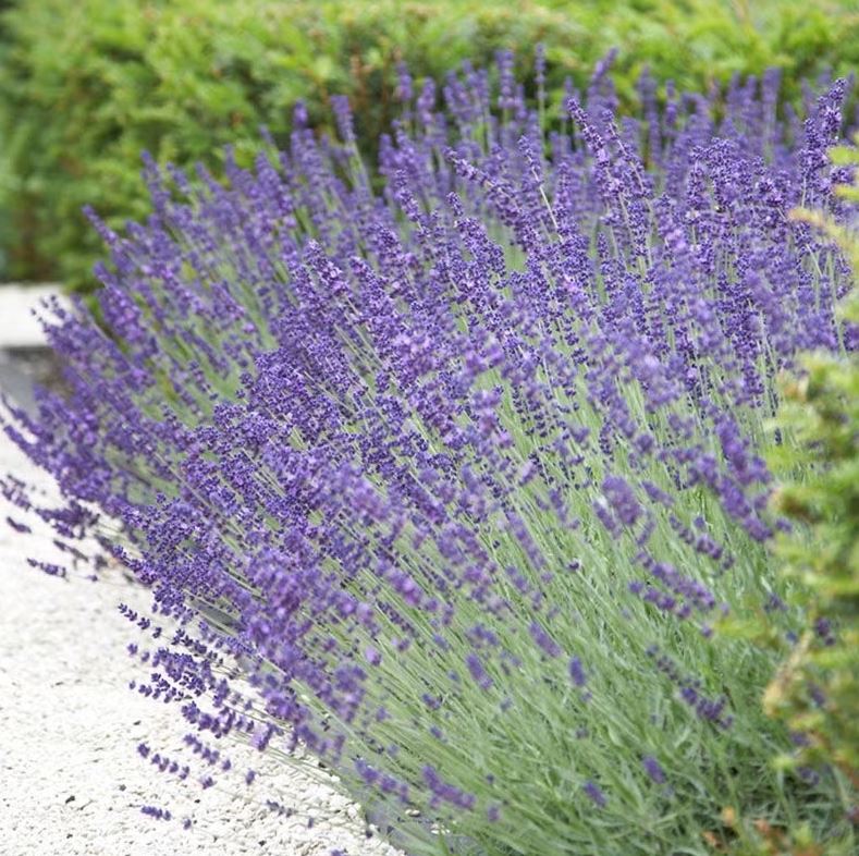 10 loại cây trồng trước nhà cực hợp: Hàng xóm nhìn thấy sẽ phải gọi điện ngay cho bạn- Ảnh 6.