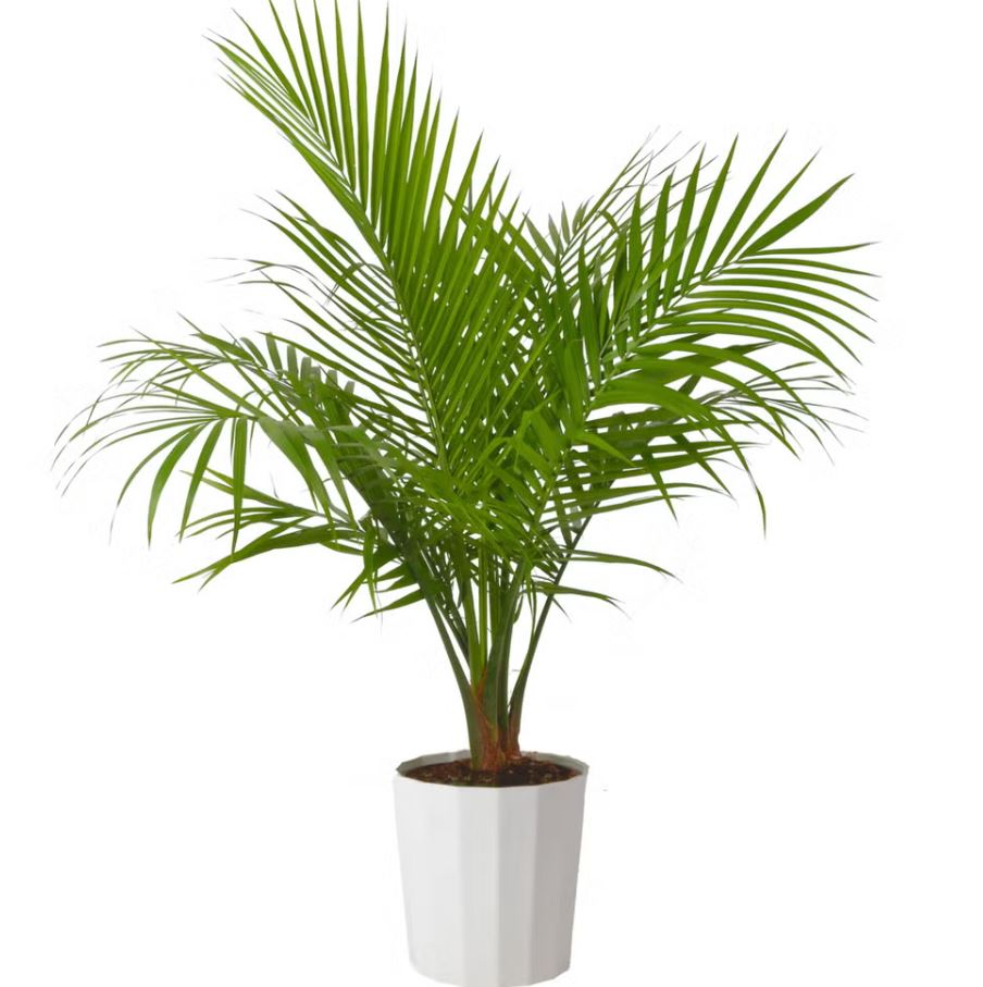 10 loại cây trồng trước nhà cực hợp: Hàng xóm nhìn thấy sẽ phải gọi điện ngay cho bạn- Ảnh 7.