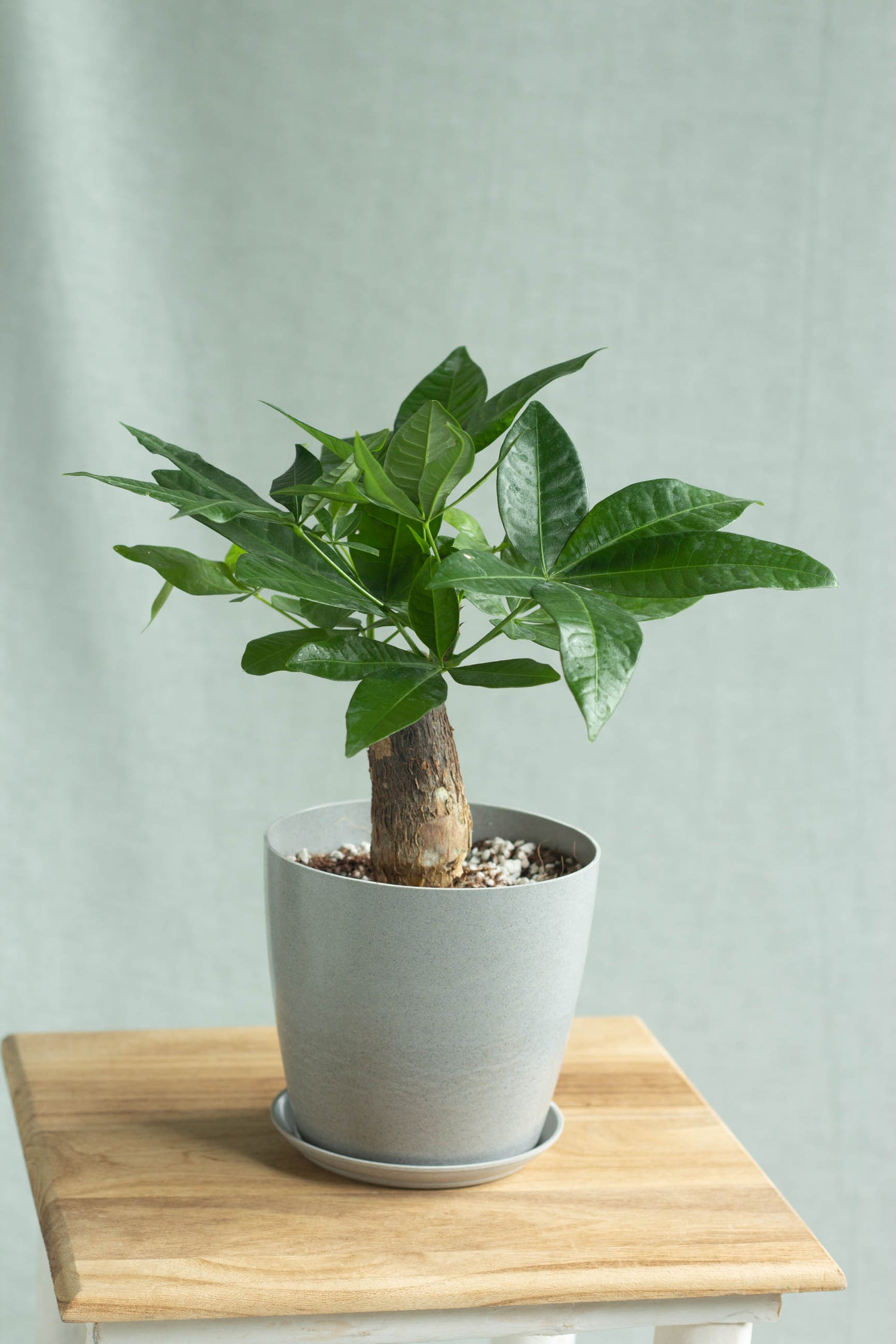 Loại cây được vinh danh là “Cây của năm 2026”: Tượng trưng cho tài lộc, lọc không khí cực đỉnh- Ảnh 3.