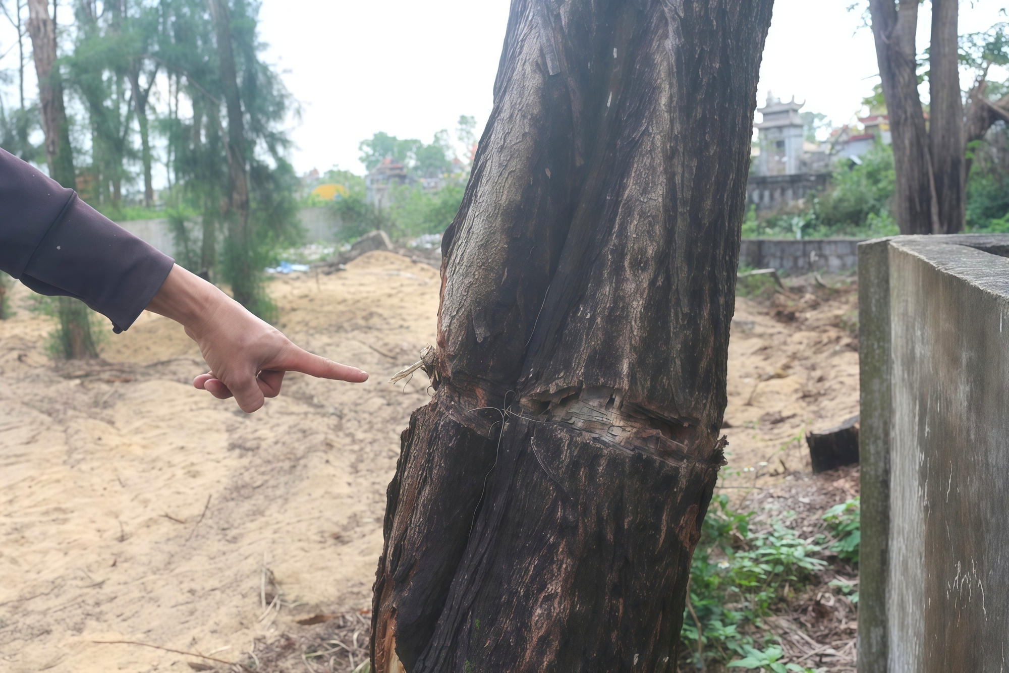 Ai đang “bức tử” rừng phi lao ven biển Quảng Trị? - Ảnh 2.