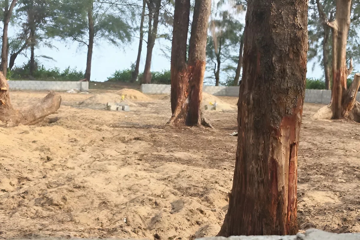 Ai đang “bức tử” rừng phi lao ven biển Quảng Trị? - Ảnh 3.