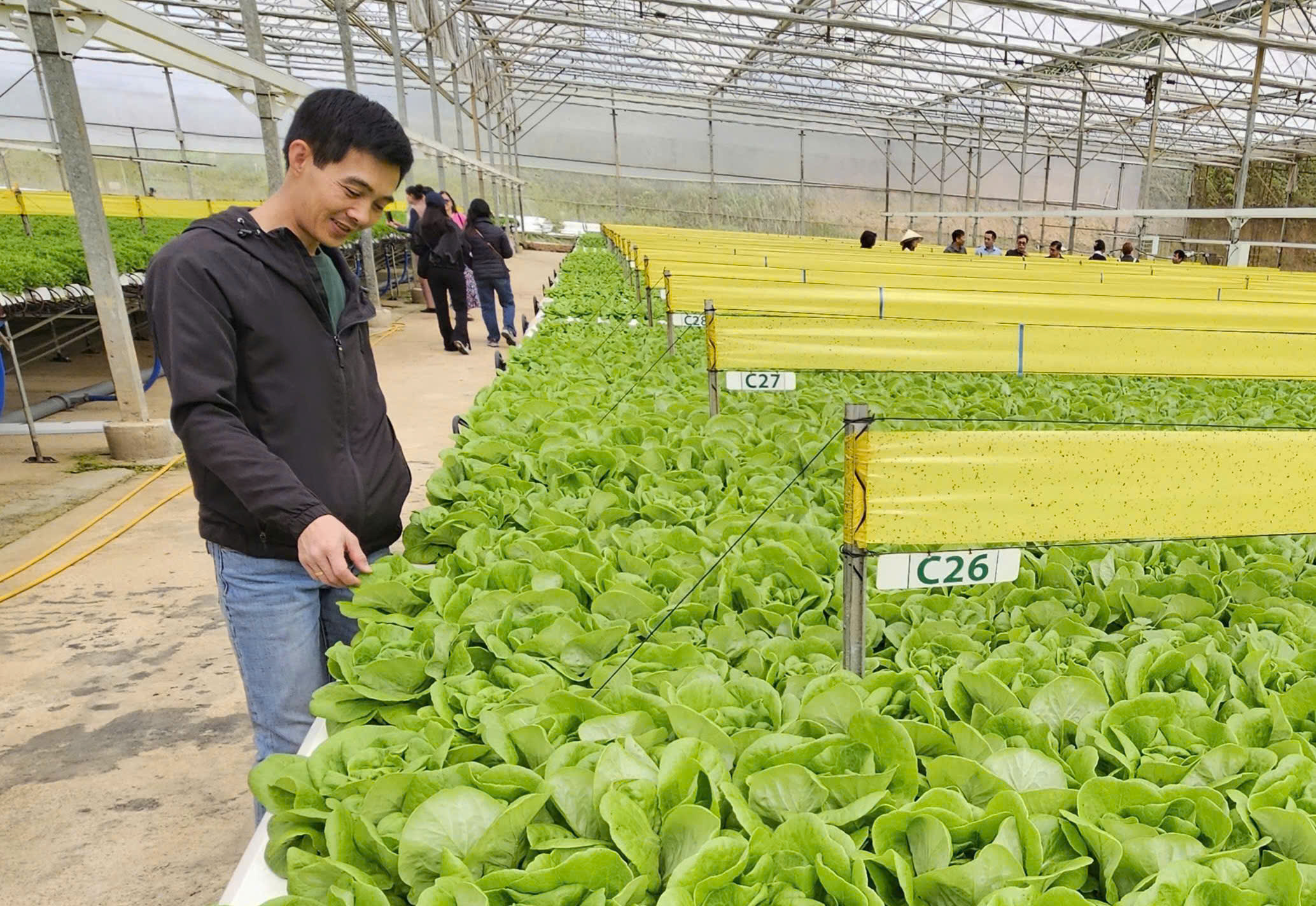 Giá rau hạ nhiệt liên tục, có loại còn 5.000 đồng/kg - Ảnh 2.