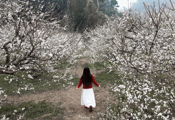 Theo bạn Phương Lii, hiện tại hoa mận đang nở rất đẹp. Ảnh: FBNV