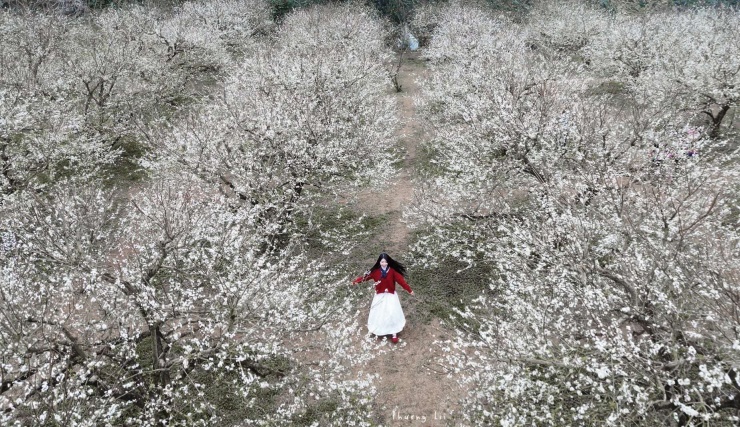Vườn mận nhìn từ trên cao một màu trắng tinh khôi khiến du khách tưởng mình lạc vào vườn cổ tích. Ảnh: FBNV