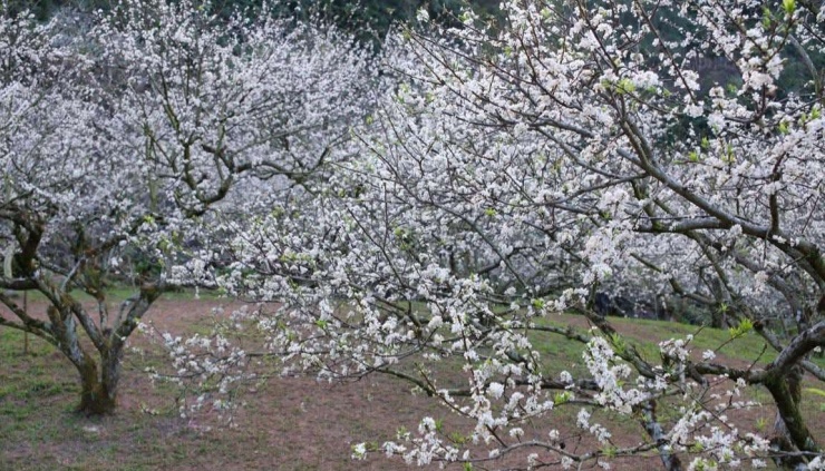 Bạn Đỗ Vân Anh cho biết, nhóm bạn của cô đã có hai ngày du lịch tại cao nguyên Mộc Châu với nhiều trải nghiệm tuyệt vời. Ảnh: FBNV