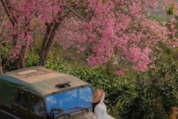 5 điểm check-in mai anh đào ở Đà Lạt mùa Tết Dương lịch