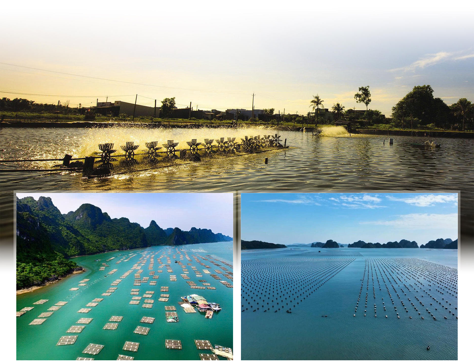 1767166291 589 Mo hinh tren dien duoi nuoi dau tien o