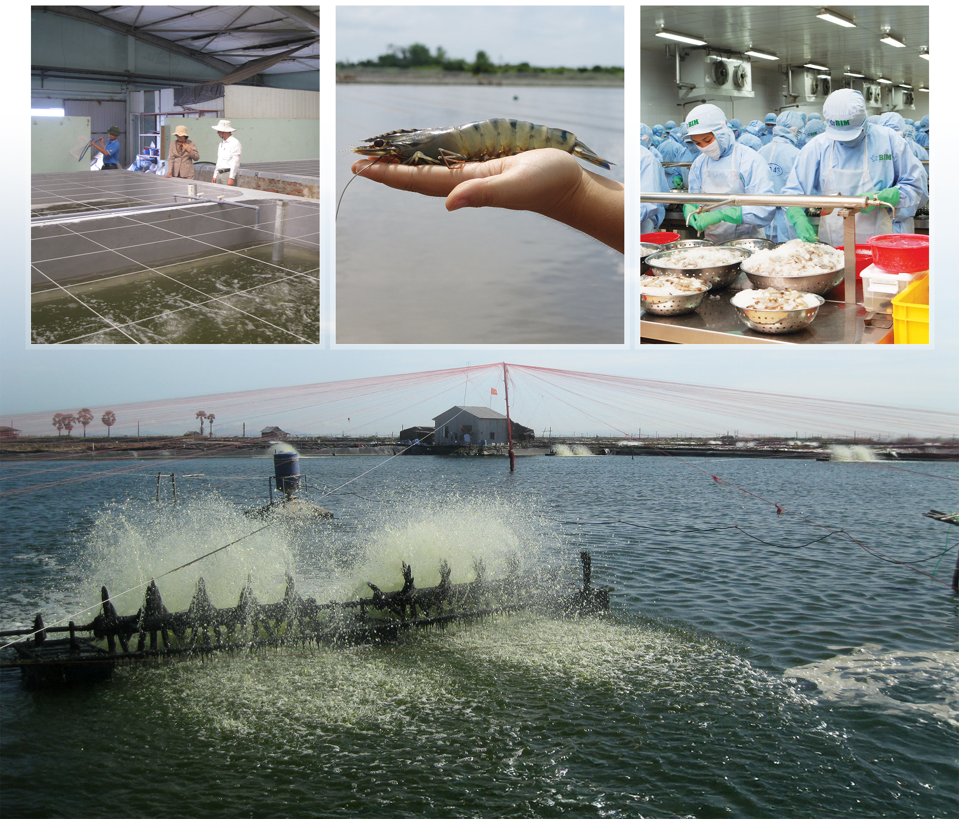 1767166294 369 Mo hinh tren dien duoi nuoi dau tien o