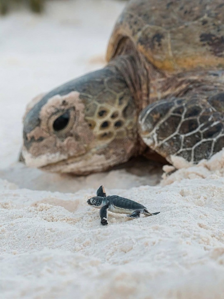 Những trải nghiệm du lịch mới lạ ở Việt Nam năm 2025 - 10