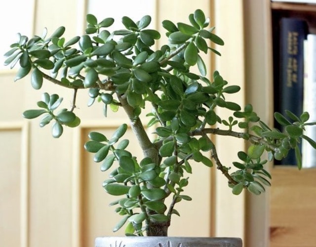 Phát ghen với nhà nào trồng 4 cây này: Hoa thơm quả đẹp, ví như 