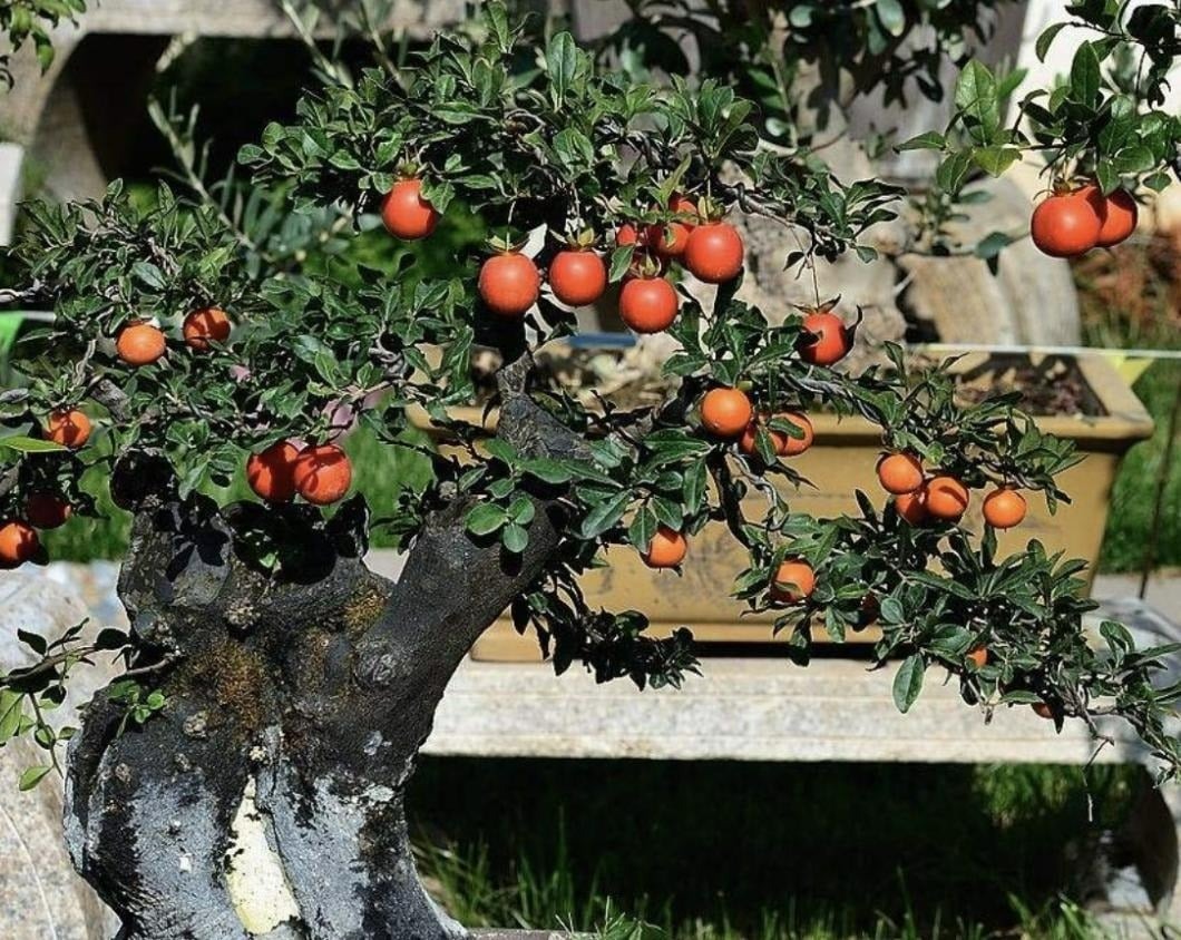 Phát ghen với nhà nào trồng 4 cây này: Hoa thơm quả đẹp, ví như 