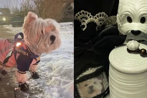 Bị kết án 4 năm tù vì dùng thuốc diệt chuột giết 9 con chó trong khu dân cư