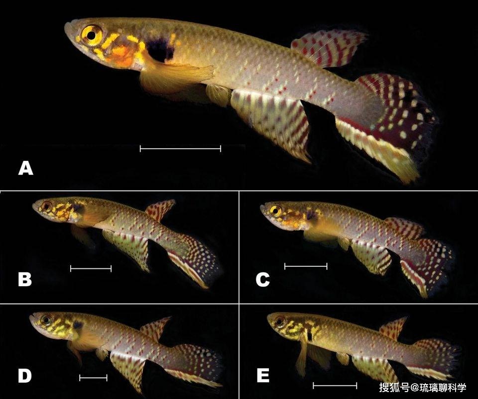 Bí ẩn về loài cá đã biến mất 21 năm nhưng lại được tìm thấy trong ao nước hôi thối sâu 40cm, tất cả là nhờ con người bỏ mặc?- Ảnh 3.