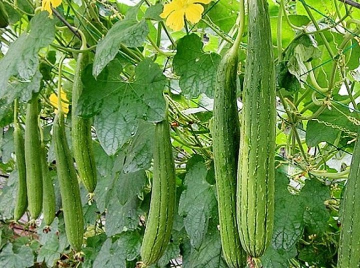 Rau mướp rất tốt cho sức khỏe.