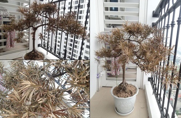 3 cây ĐẠI KỴ ngày Tết- Ảnh 1.