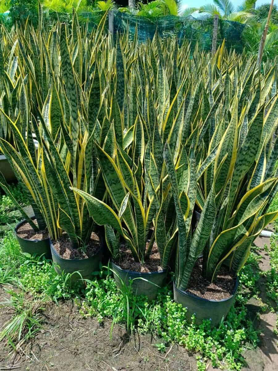 3 loại cây vừa đuổi rắn, vừa trấn trạch, mang lại phong thủy tốt không ngờ cho gia chủ- Ảnh 1. 3 loại cây vừa đuổi rắn, vừa trấn trạch, mang lại phong thủy tốt không ngờ cho gia chủ- Ảnh 1.