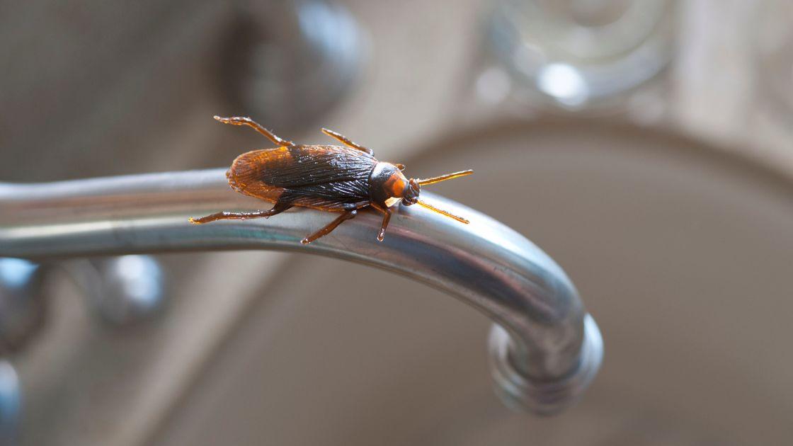 4 dấu hiệu cho thấy gián đang làm tổ trong nhà bạn- Ảnh 1.