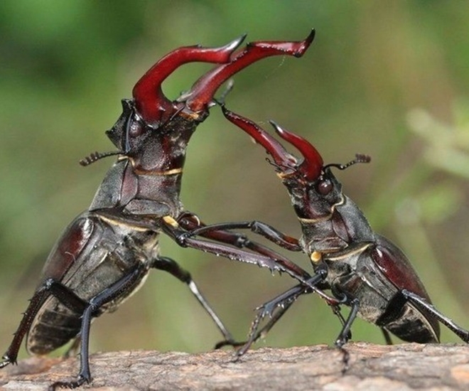 Vẻ độc lạ của chúng được nhiều người thích thú