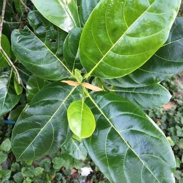 5 cách dùng lá mít chữa bệnh 1 Lá mít có rất nhiều tác dụng tốt trong việc phòng và điều trị bệnh.