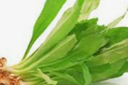 5 bài thuốc chữa bệnh từ lá mùi tàu