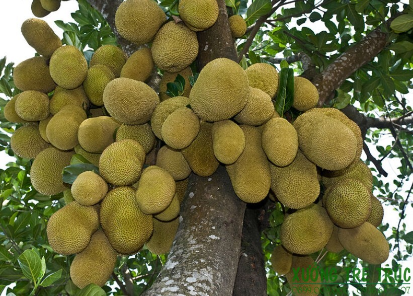 5 cây dụ rắn vào nhà, ai đang trồng thì CẢNH GIÁC- Ảnh 3.