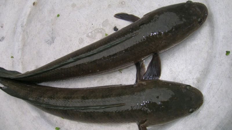 5 loại cá nước ngọt ngon nhất Việt Nam, cao thủ ẩm thực 