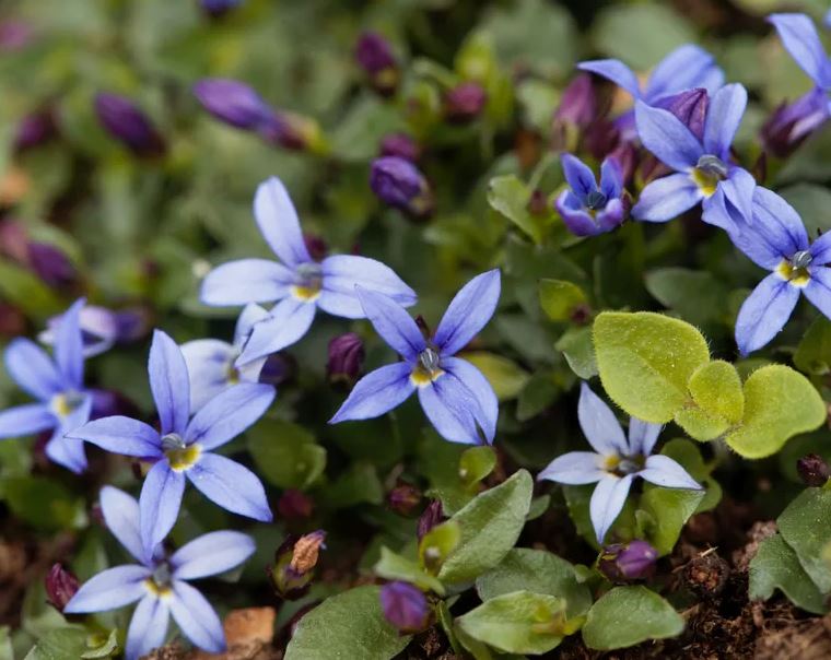 5 loại cây có cho cũng không nên trồng trong vườn- Ảnh 1.