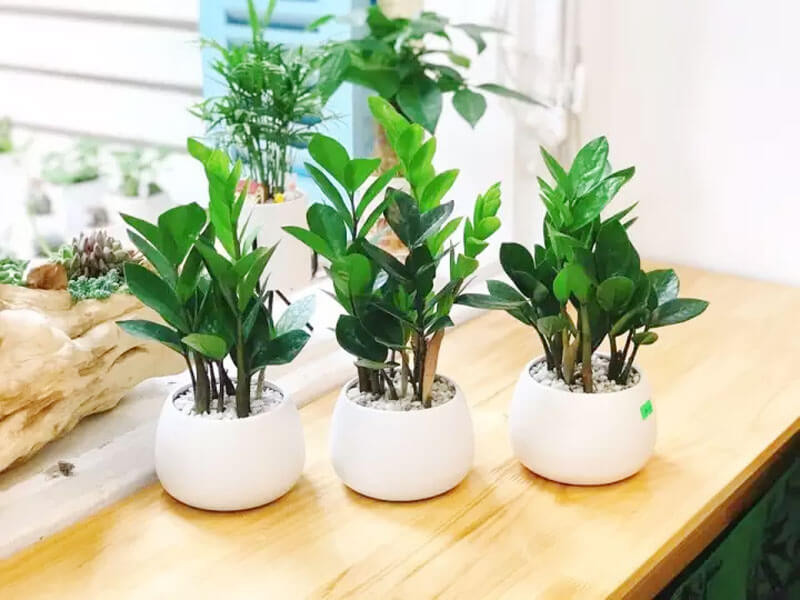 5 loại cây có độc hay trồng trong nhà- Ảnh 1.