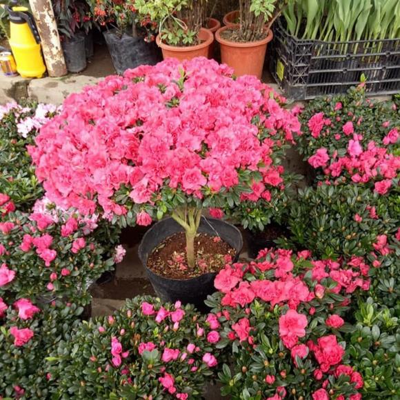  cây cảnh có phong thủy xấu, phong thủy gia đình, phong thủy