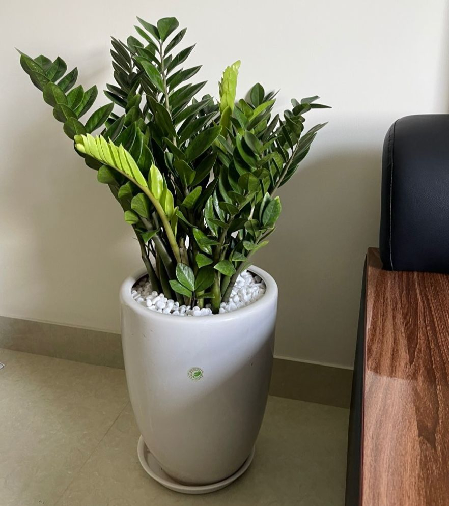 Không phải ngẫu nhiên 10 nhà khá giả thì 9 nhà đặt cây ở phòng khách: 5 loại cây mang tới vượng khí, tốt cho sức khỏe- Ảnh 3.