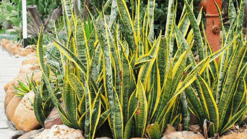 Không phải ngẫu nhiên 10 nhà khá giả thì 9 nhà đặt cây ở phòng khách: 5 loại cây mang tới vượng khí, tốt cho sức khỏe- Ảnh 1.