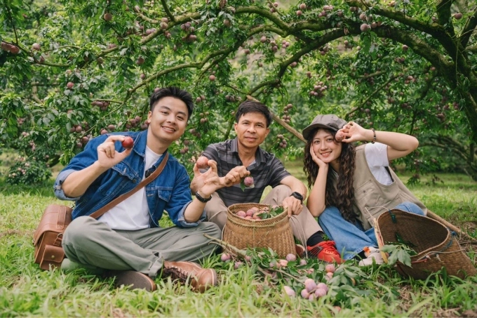 5 trải nghiệm thu hoạch nông sản theo mùa hút du khách 1 Du khách trải nghiệm hái mận cùng chủ vườn mận tại Mộc Châu. Ảnh: Quang Kiên