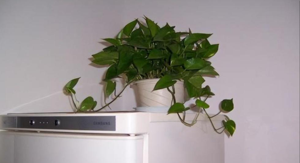 5 vị trí KHÔNG NÊN trồng cây trong nhà kẻo xui xẻo tìm đến, rước họa vào thân- Ảnh 1.