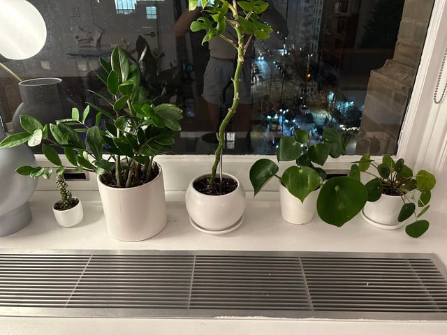 5 vị trí KHÔNG NÊN trồng cây trong nhà kẻo xui xẻo tìm đến, rước họa vào thân- Ảnh 2.