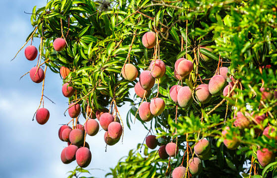 6 loại cây ăn quả dễ “dụ” rắn vào nhà, nếu trồng cần cảnh giác- Ảnh 1.