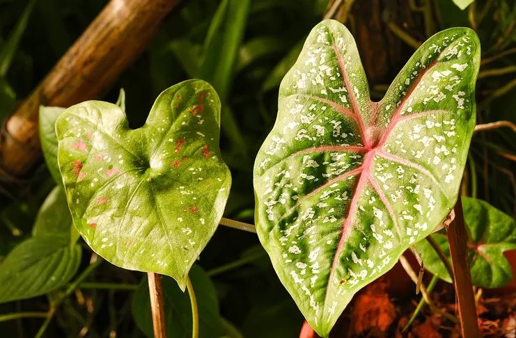 7 loại cây có cho cũng không nên trồng trong nhà- Ảnh 1.