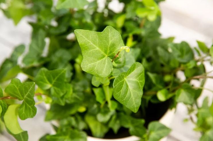 8 loại cây rẻ mấy cũng không nên mua về kẻo hối không kịp- Ảnh 8.