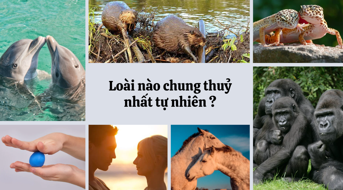 Ai chung thủy hơn, loài người 'tụt hạng' trong nghiên cứu mới của Cambridge 1 chung thủy - Ảnh 1.