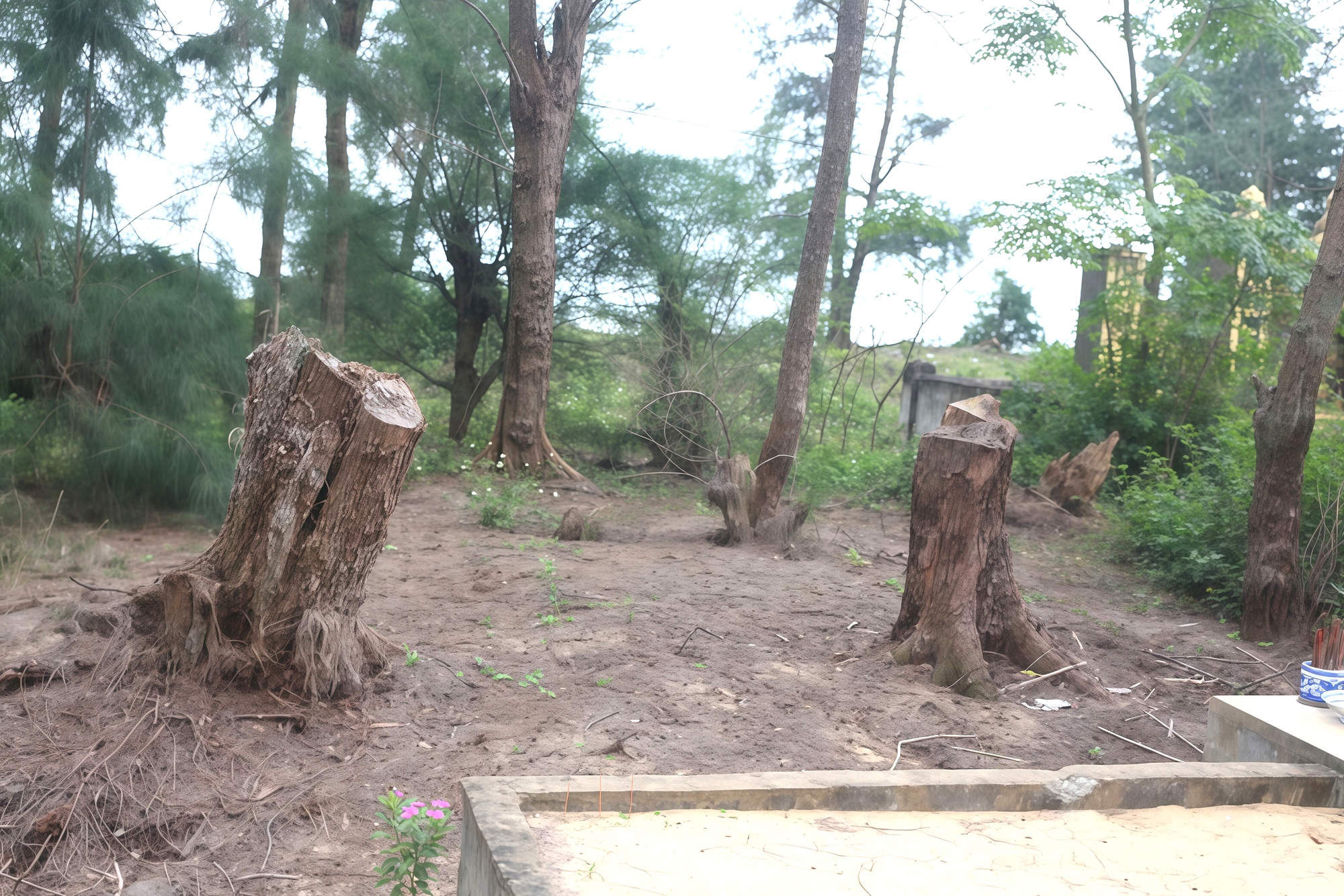 Ai đang “bức tử” rừng phi lao ven biển Quảng Trị? - Ảnh 1.