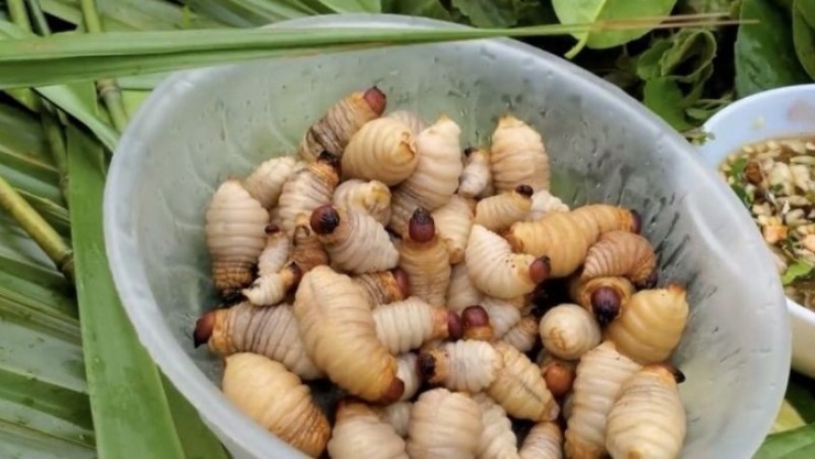 Đuông dừa có thể cung cấp năng lượng và một số dưỡng chất cho cơ thể khi được sử dụng phù hợp