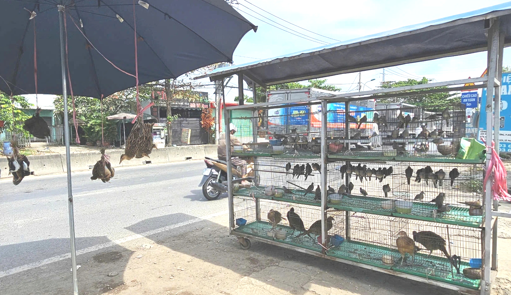 Buôn bán chim trời, thú rừng: 'Chợ đen' công khai thách thức pháp luật - Ảnh 3.