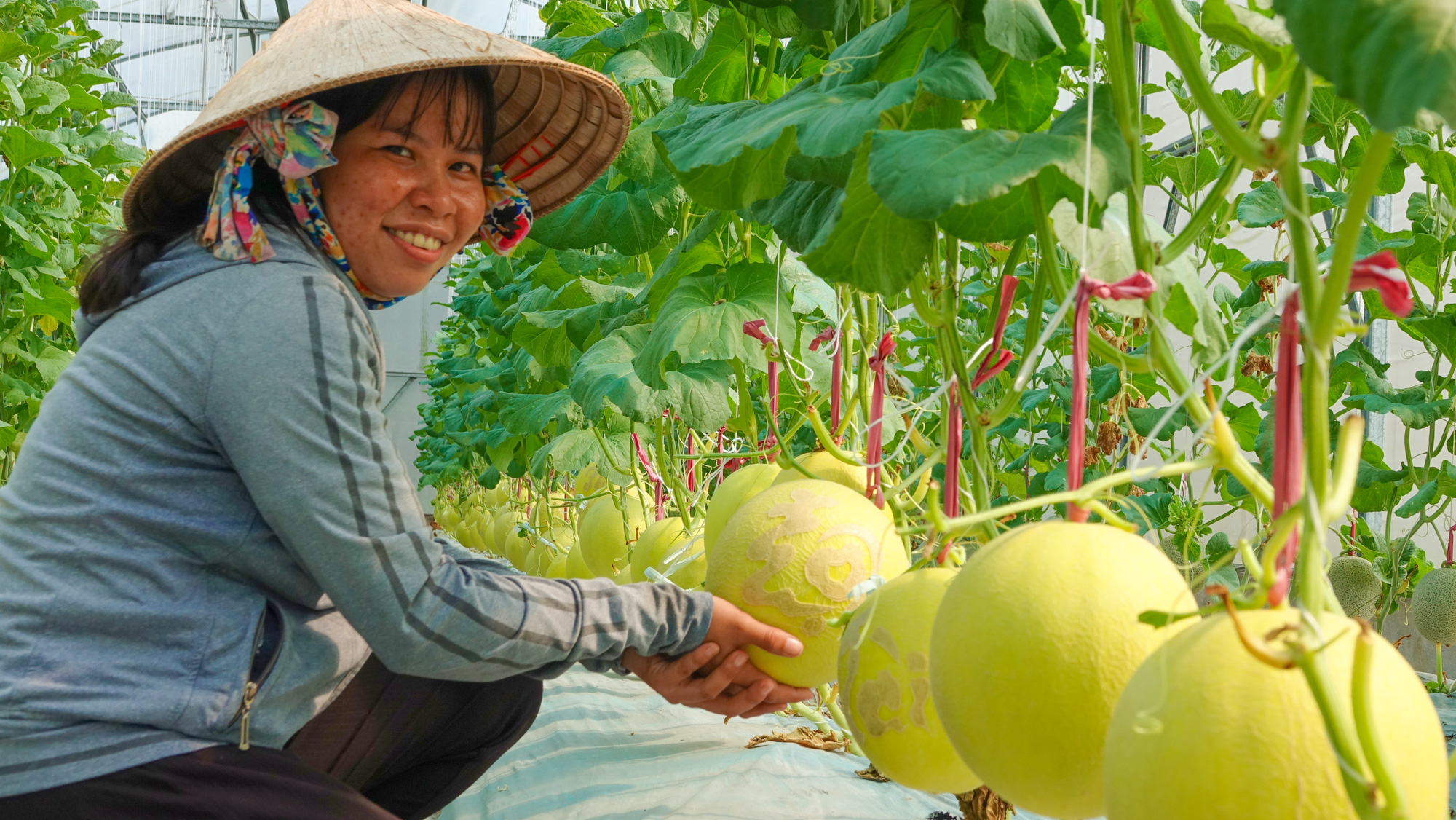 Bạn có biết món dưa lưới hỗ trợ sức khỏe tiêu hóa và hệ miễn dịch? 1 Bạn có biết món dưa lưới hỗ trợ sức khỏe tiêu hóa và hệ miễn dịch? - Ảnh 1.