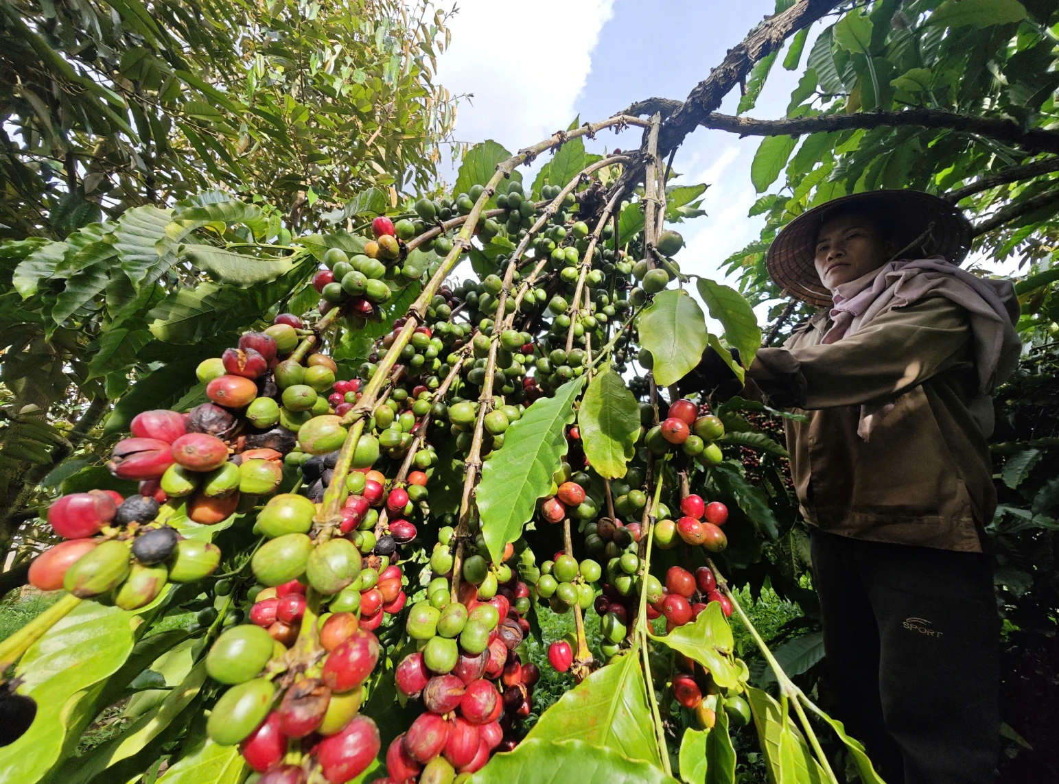 Báo động giá cà phê
- Ảnh 1. Báo động giá cà phê
- Ảnh 1.