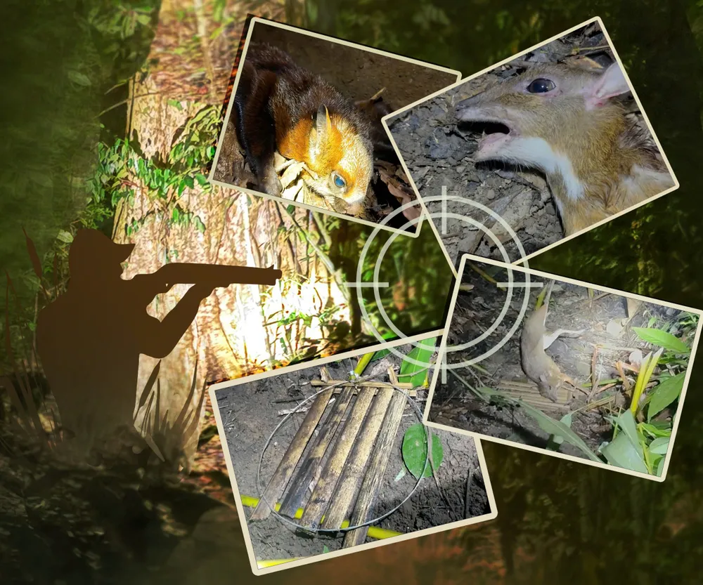 Nhiều động vật hoang dã đã chết dưới họng súng của những thợ săn. Ảnh cho PV Pháp Luật TP.HCM ghi lại khi thực hiện loạt bài điều tra "Tiếng kêu ai oán giữa rừng xanh" tại VQG Cát Tiên. Bảo vệ thú rừng