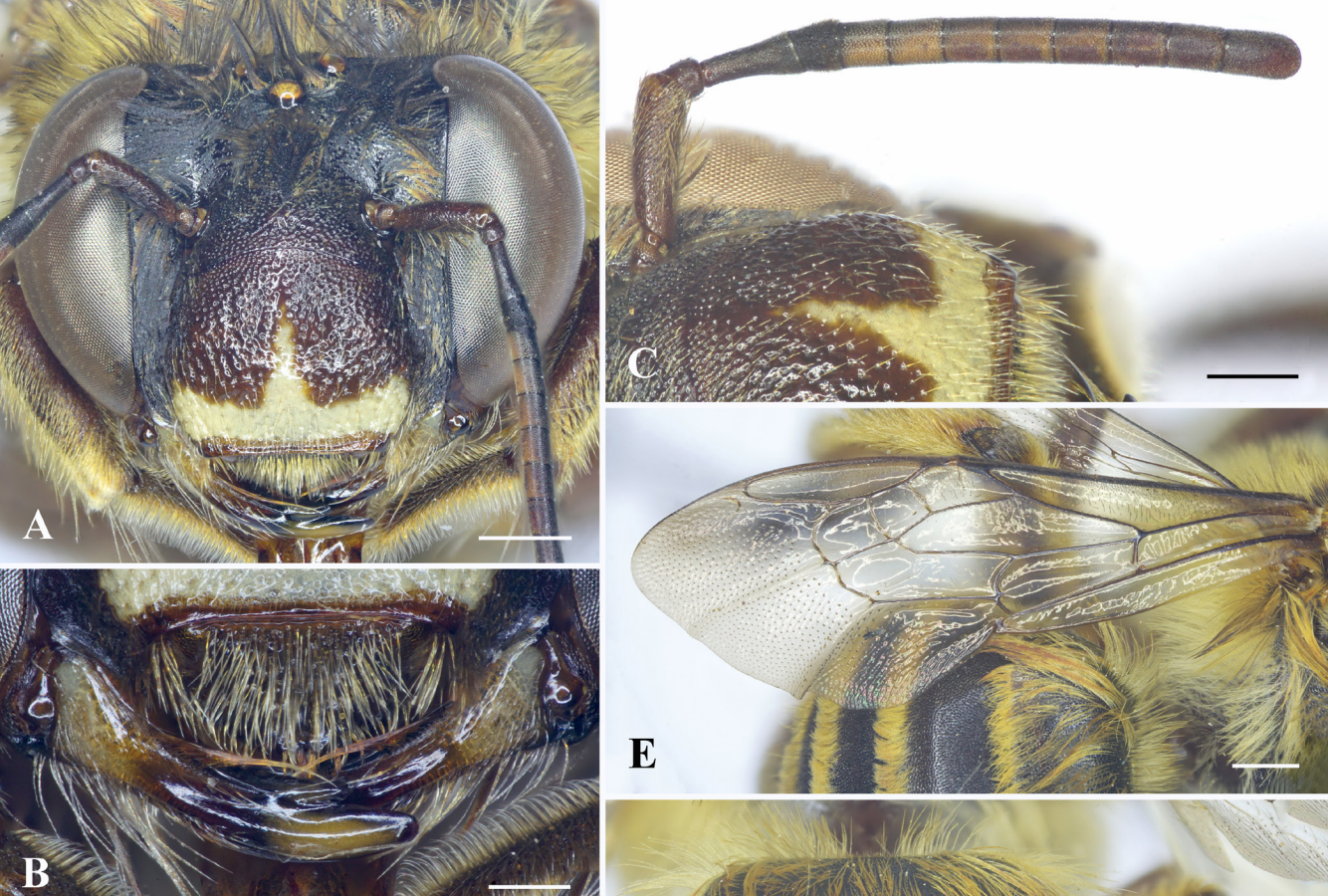 Bau vat song cua Viet Nam hiem gap den muc