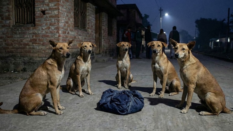 Bé sơ sinh bị bỏ rơi trên đường, đàn chó 